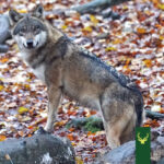 Jagd Podcast Jagdtalk - Der Wolf - Freund oder Feind
