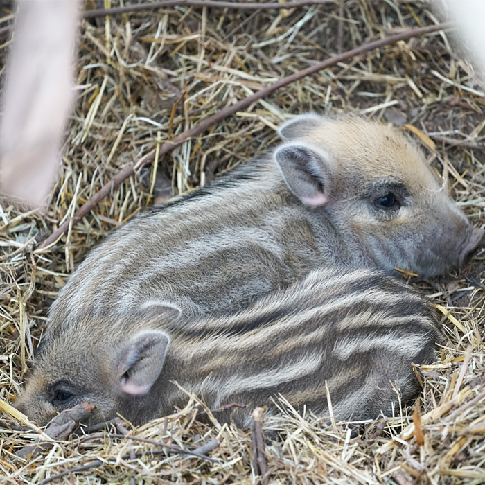 Afrikanische Schweinepest beim Schwarzwild