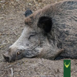 Jagd Podcast Jagdtalk: Die Afrikanische Schweinepest (ASP)